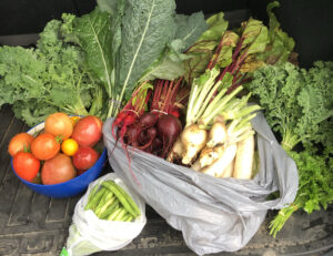 Harvest Bounty of vegetables, tomatoes, beets, radishes, kale etc.