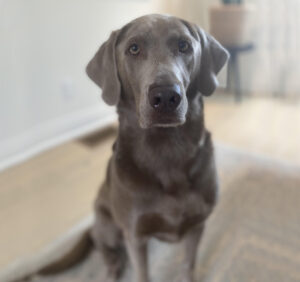 Dog sitting named Hudson