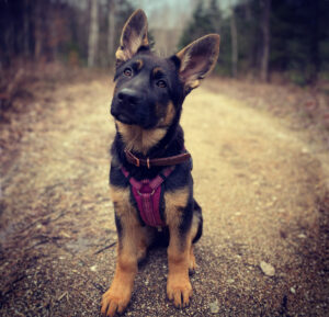 German Shepherd Puppy sitting with tilted head - Keo