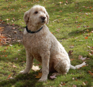 Dog named Mishka