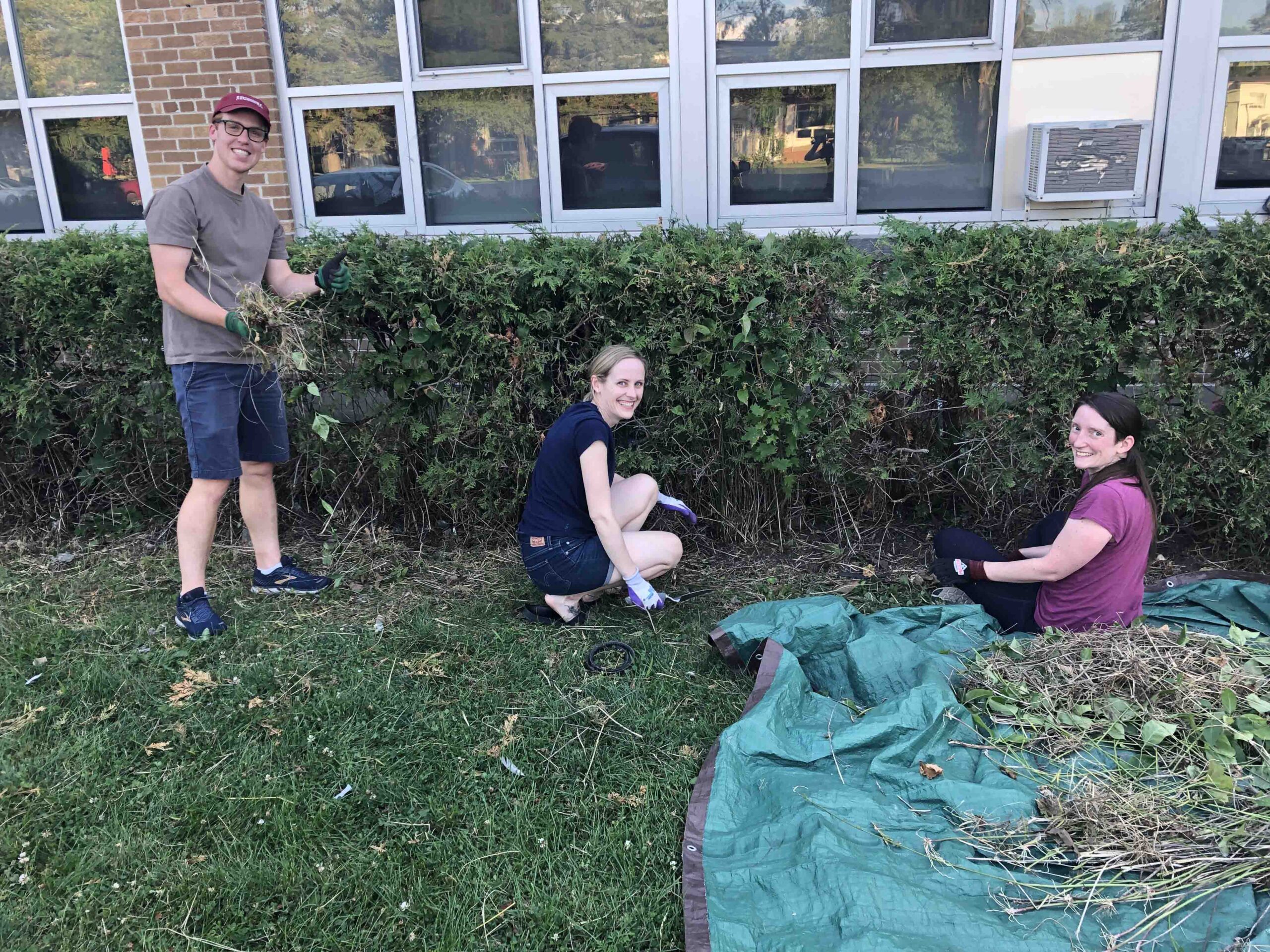 Manor Park volunteers remove invasive dog-strangling vine from Manor Park Public School grounds.