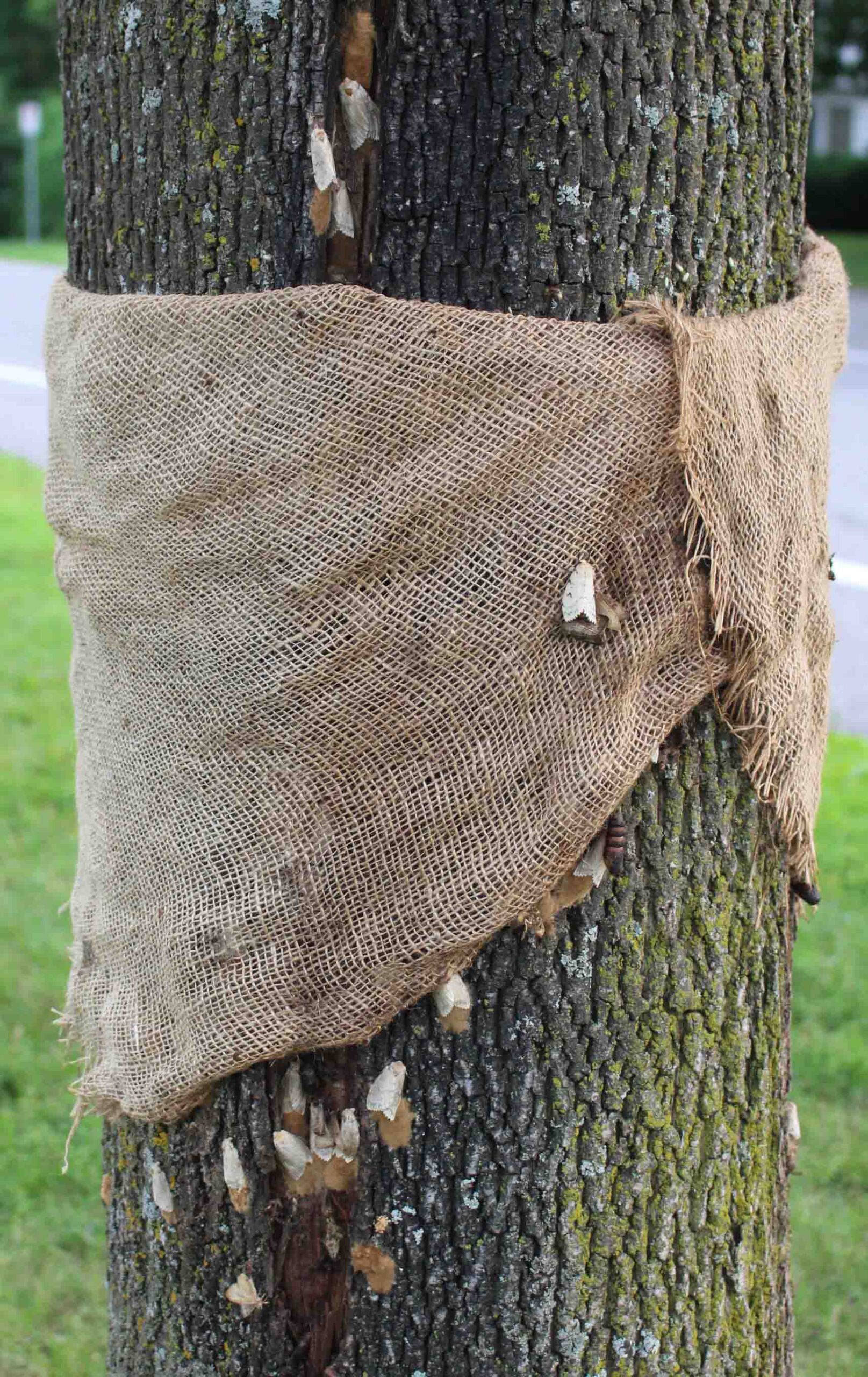 During the summer of 2021, burlap bags were used to protect trees from the spongy moth caterpillar.